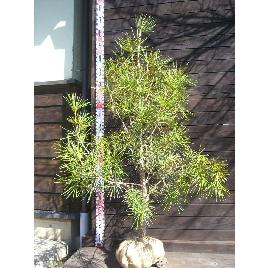 コウヤマキ 大株 : 116824 : 横の植木屋さん - 通販 - Yahoo!ショッピング 