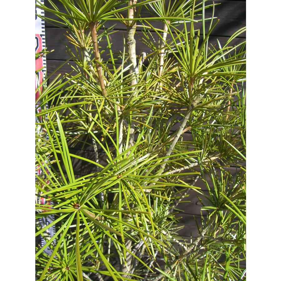 コウヤマキ 大株 : 116824 : 横の植木屋さん - 通販 - Yahoo!ショッピング 