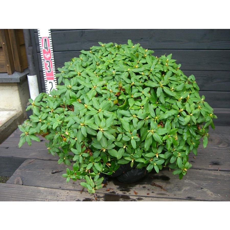 新しい到着 ヤクシマハイヒカゲツツジ 大株 横の植木屋さん 通販 Yahoo ショッピング お気にいる Jeannesauve Org