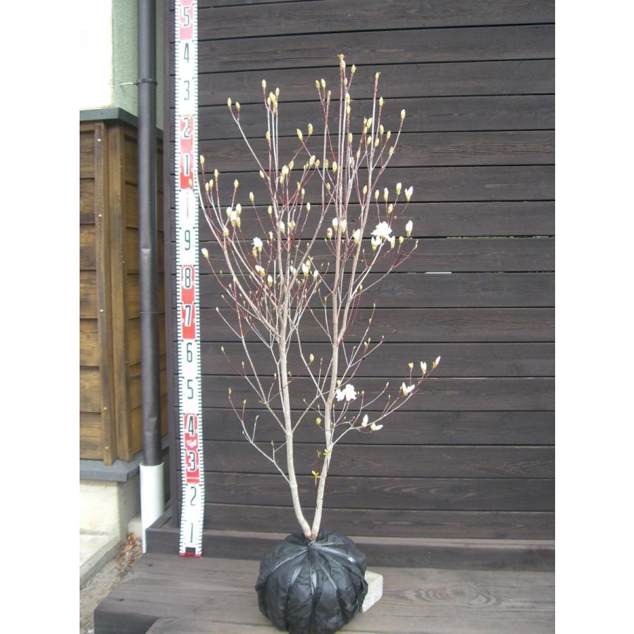 ミツバツツジ　【白花・万重咲き】