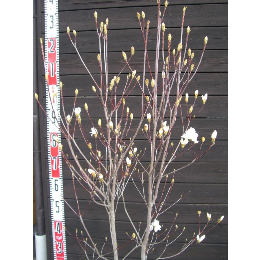 ミツバツツジ　【白花・万重咲き】 