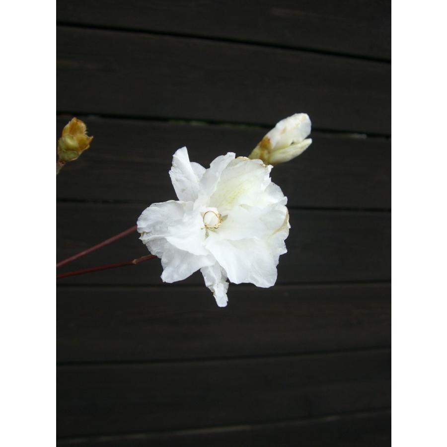 ミツバツツジ　【白花・万重咲き】 