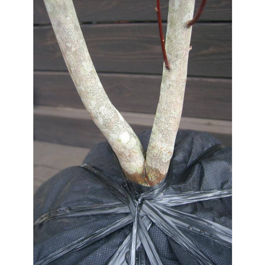 ミツバツツジ　【白花・万重咲き】 