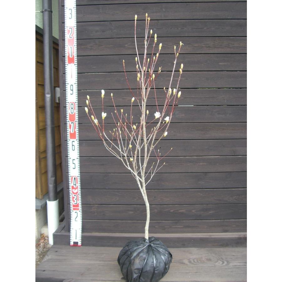 ミツバツツジ　【白花・万重咲き】