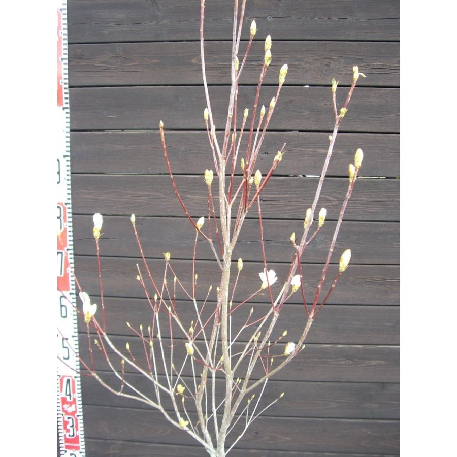 ミツバツツジ　【白花・万重咲き】 