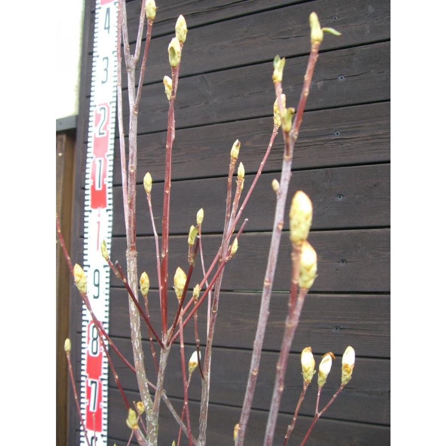 ミツバツツジ　【白花・万重咲き】 