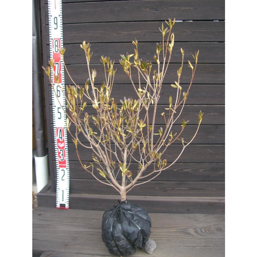 紫 ヤマツツジ 1019 横の植木屋さん 通販 Yahoo ショッピング