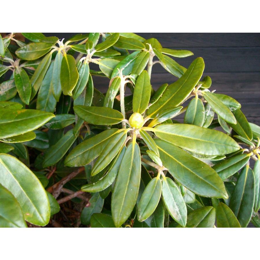 三俣筑紫シャクナゲ 大株 