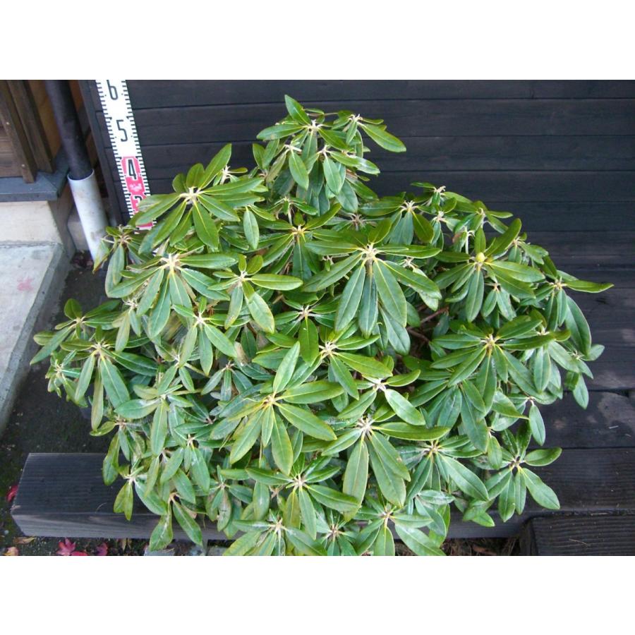 三俣筑紫シャクナゲ 大株 