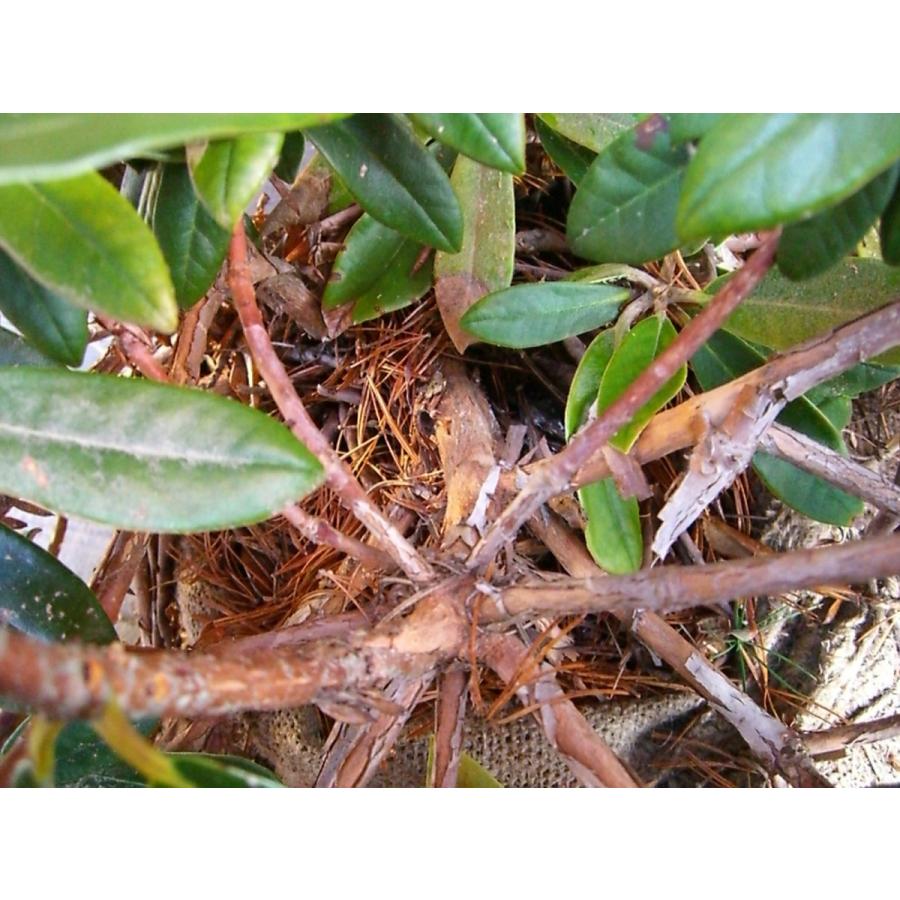 三俣筑紫シャクナゲ 大株 