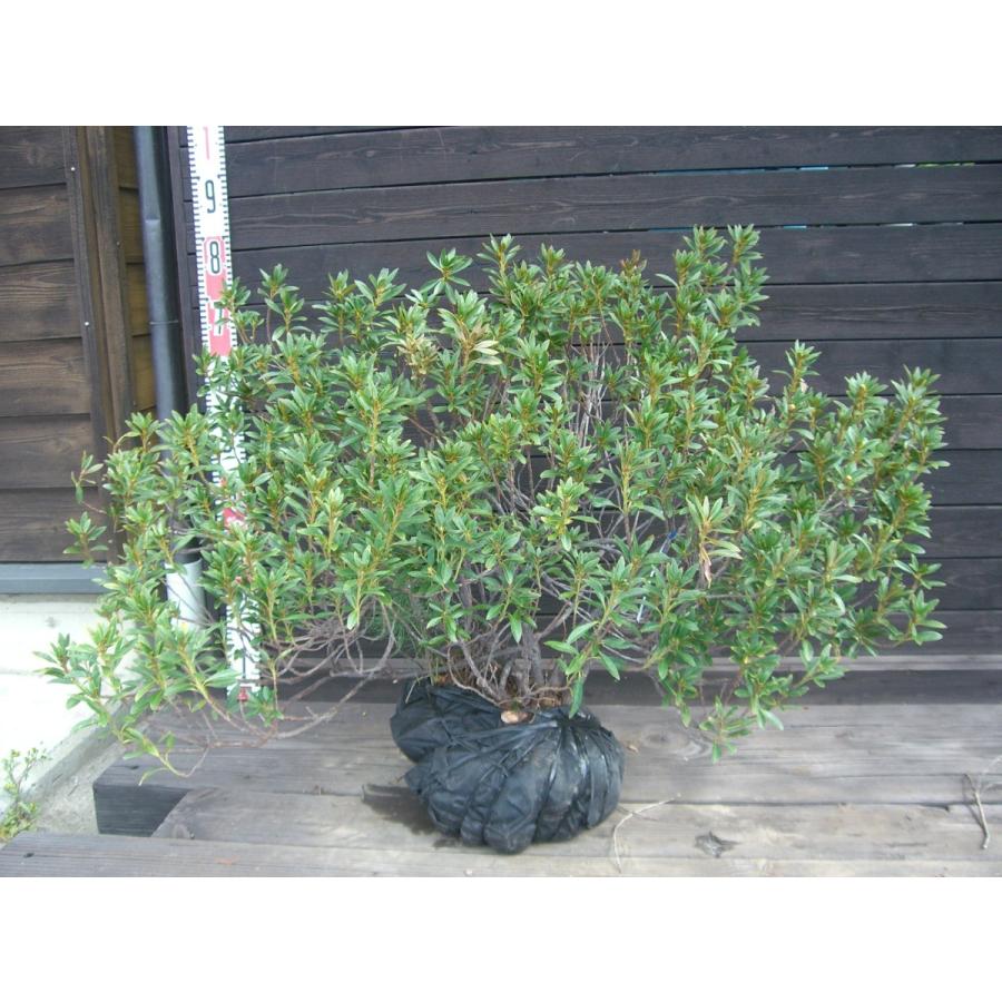 原種石楠花　アルペンローゼ　特大株