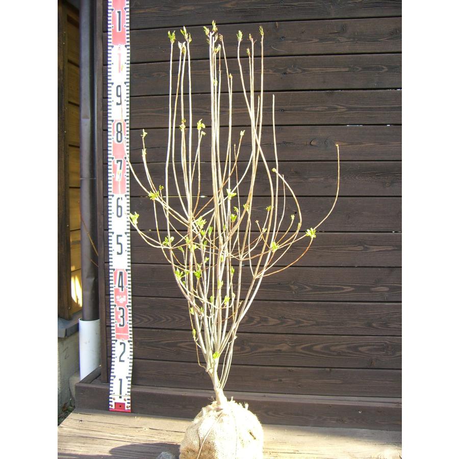 ベニドウダンツツジ : 横の植木屋さん - 通販 - Yahoo!ショッピング