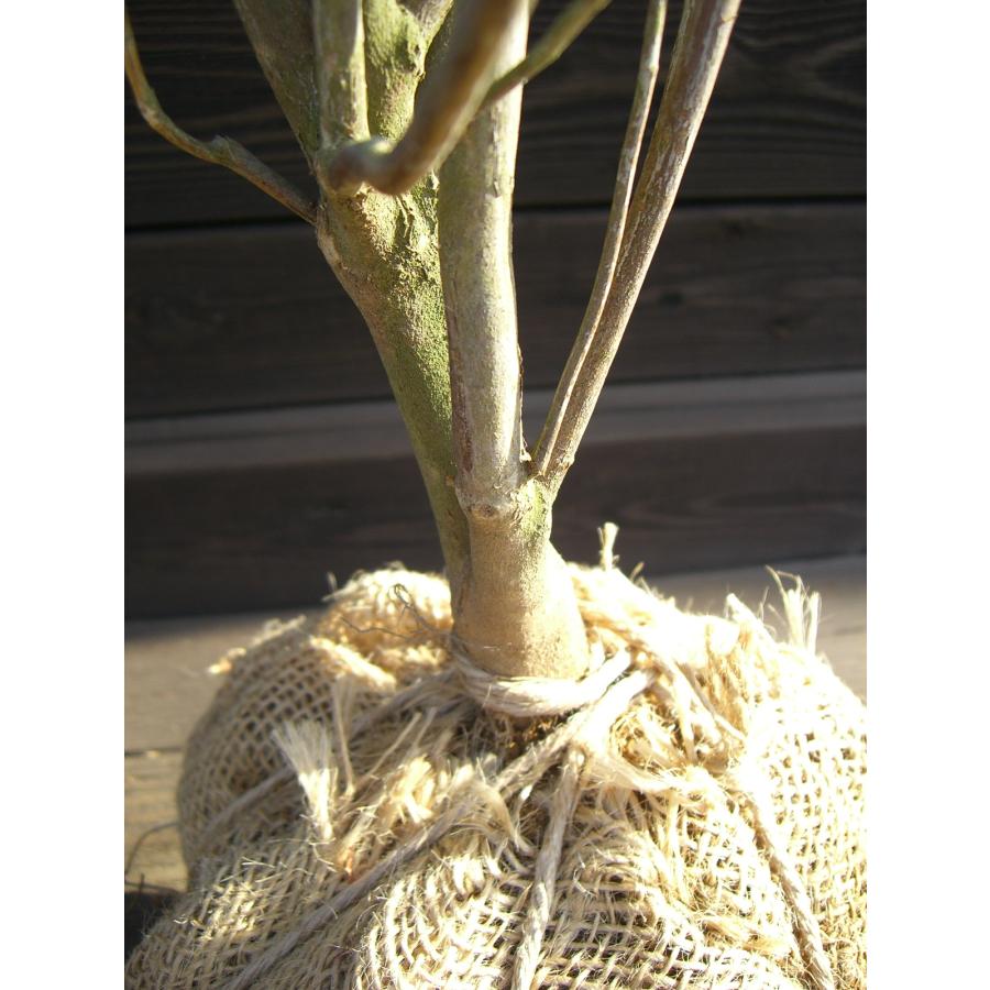 ベニドウダンツツジ : 横の植木屋さん - 通販 - Yahoo!ショッピング