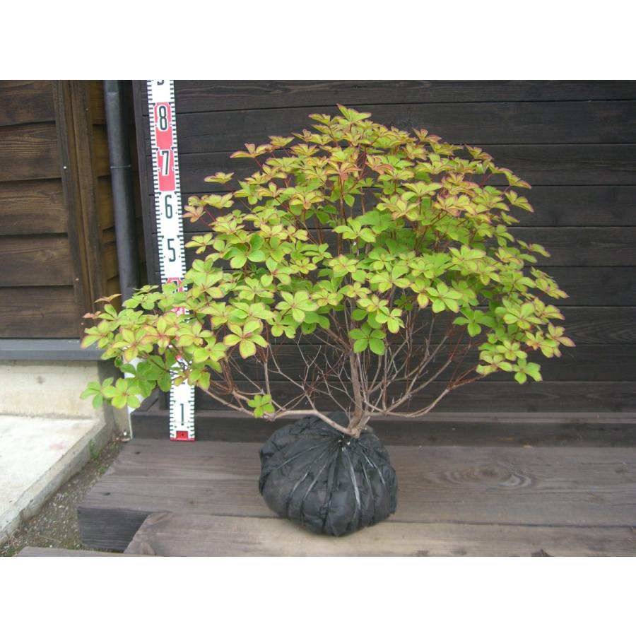 シロヤシオツツジ 良形良株 横の植木屋さん 通販 Yahoo ショッピング
