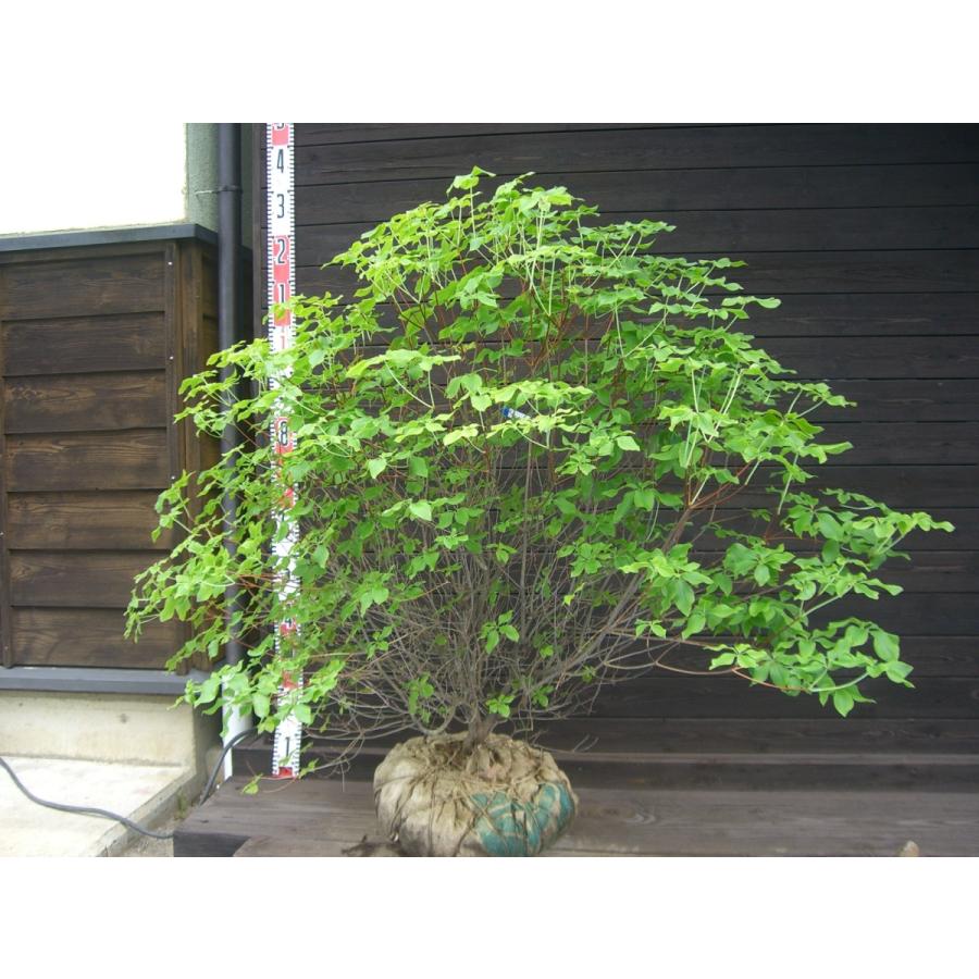 工場直送 アカヤシオツツジ 良形大株 海外最新 Www Technet 21 Org