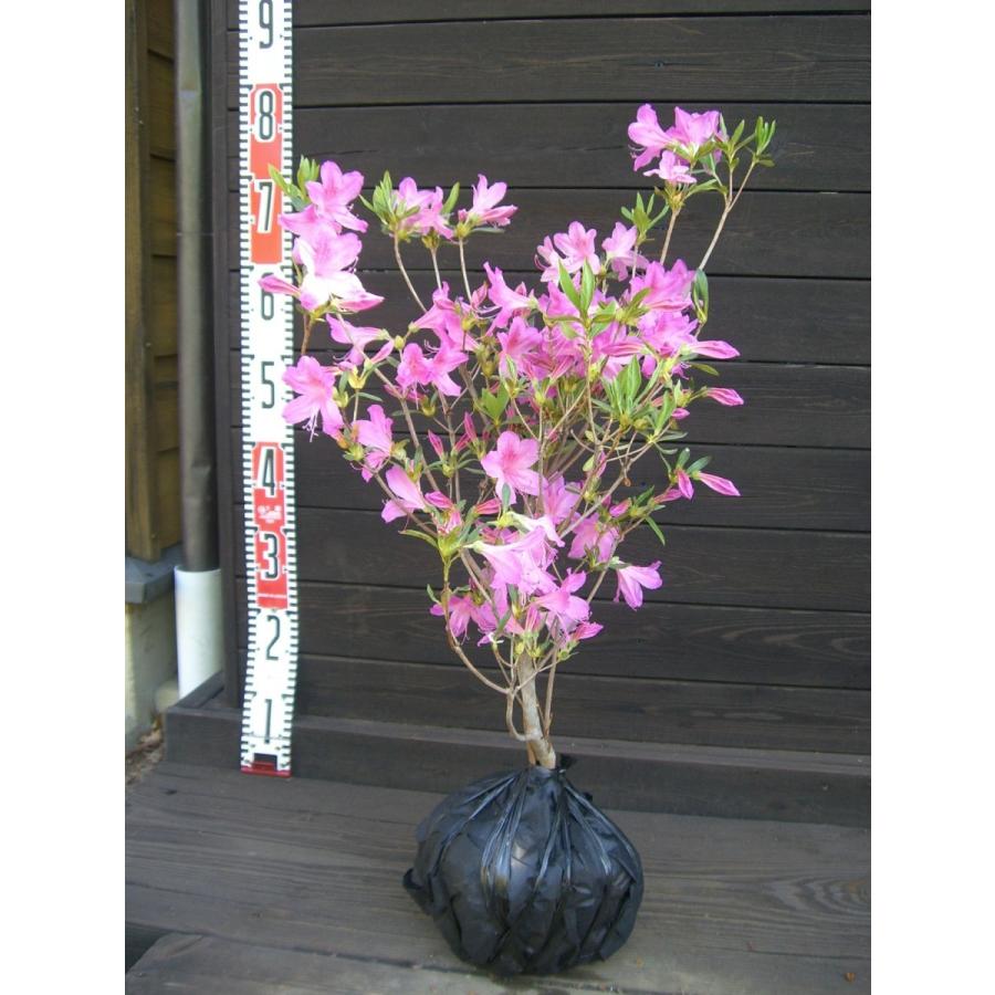 紫 ヤマツツジ 横の植木屋さん 通販 Yahoo ショッピング