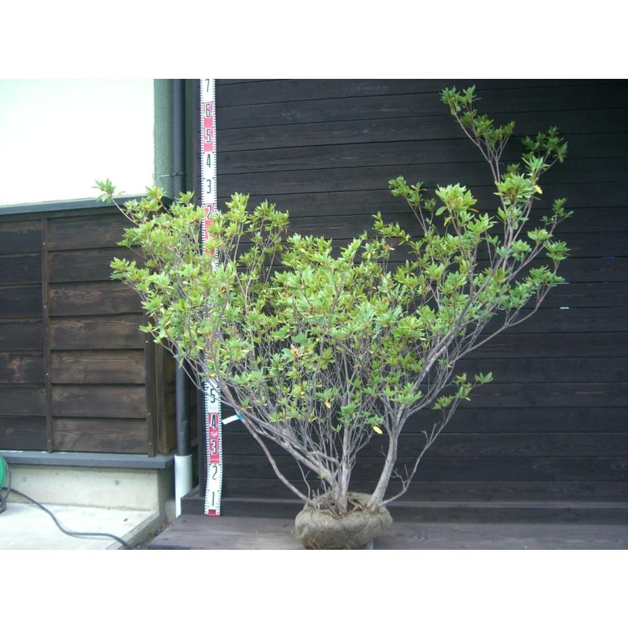 リュウキュウツツジ 大株 1421 横の植木屋さん 通販 Yahoo ショッピング