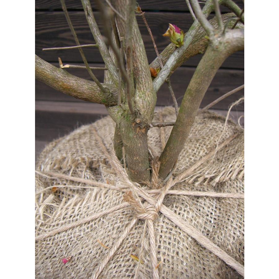 自然な樹形が美しい 極上の ヤマツツジ 山躑躅 488 樹高1.6m位 ツツジ 自然な樹形が美しい 極上の ヤマツツジ 山躑躅 488 樹高1.6m位 ツツジ