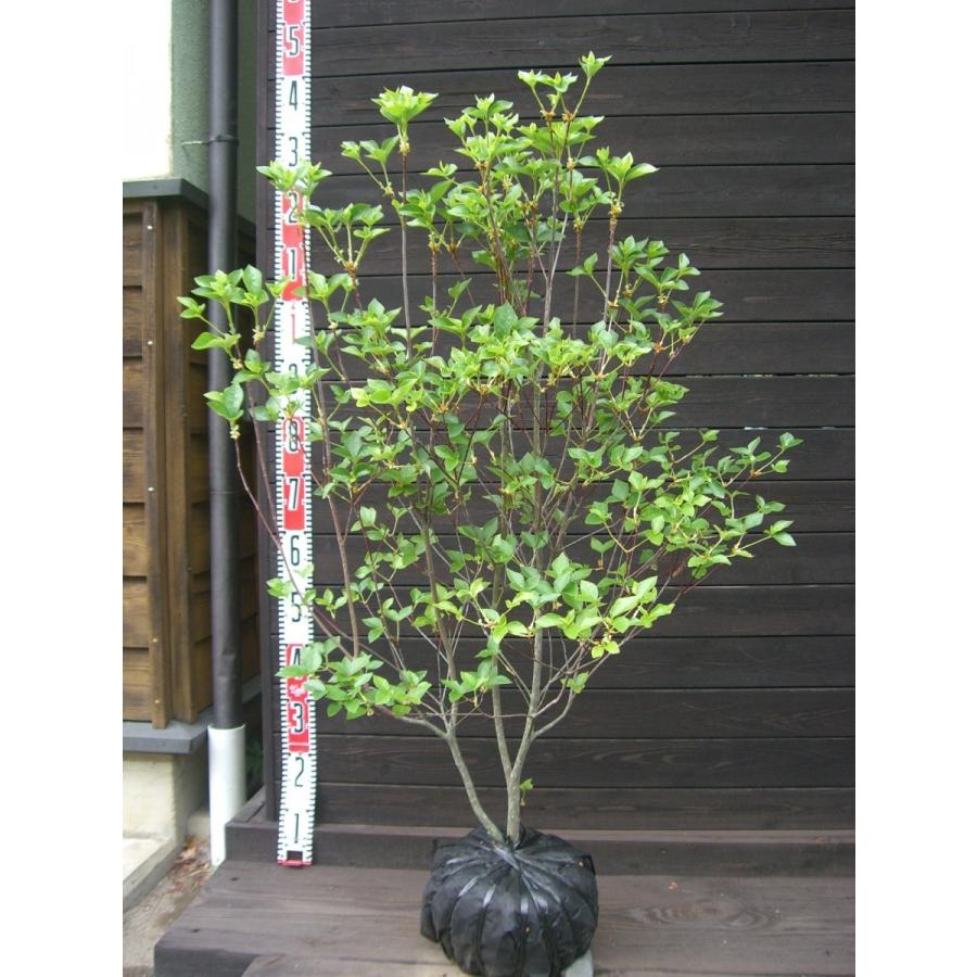 ミツバツツジ　【白花・万重咲き】