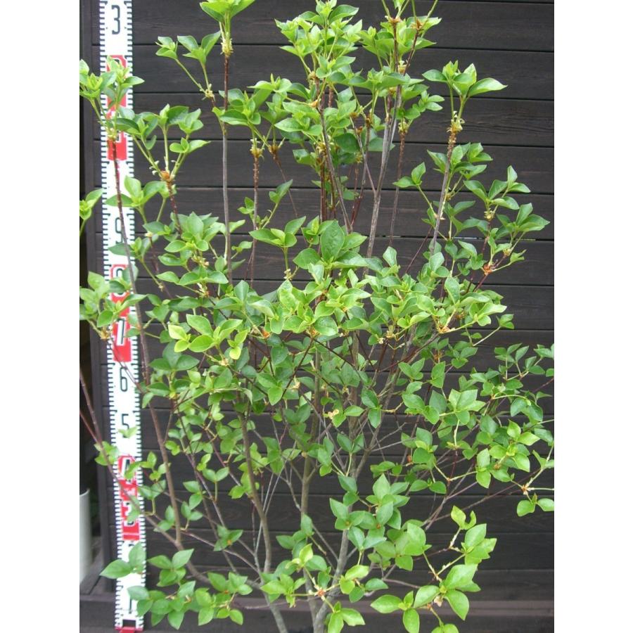 ミツバツツジ　【白花・万重咲き】 