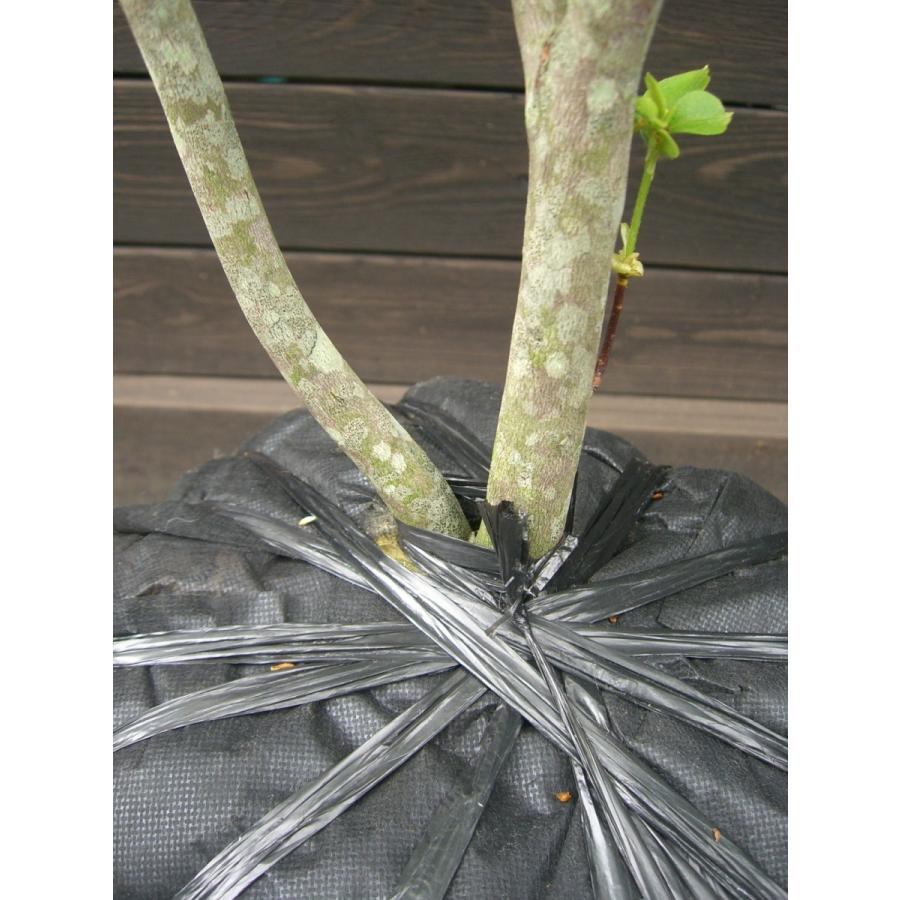 ミツバツツジ　【白花・万重咲き】 