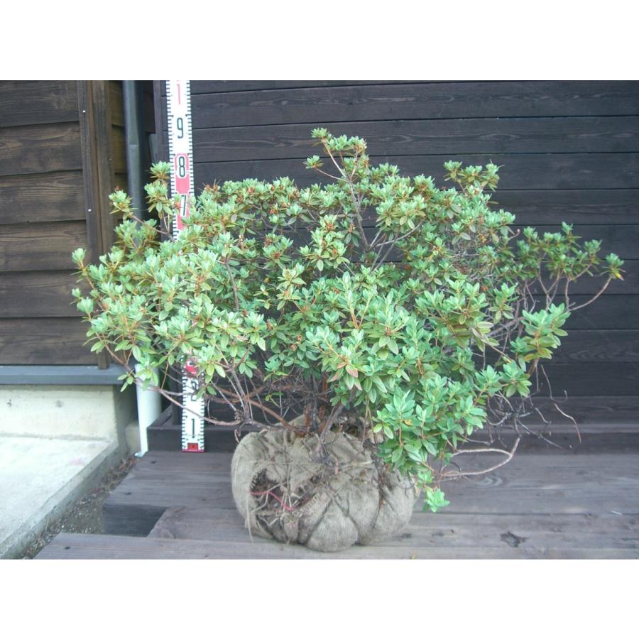 ラマポ　大株　石楠花