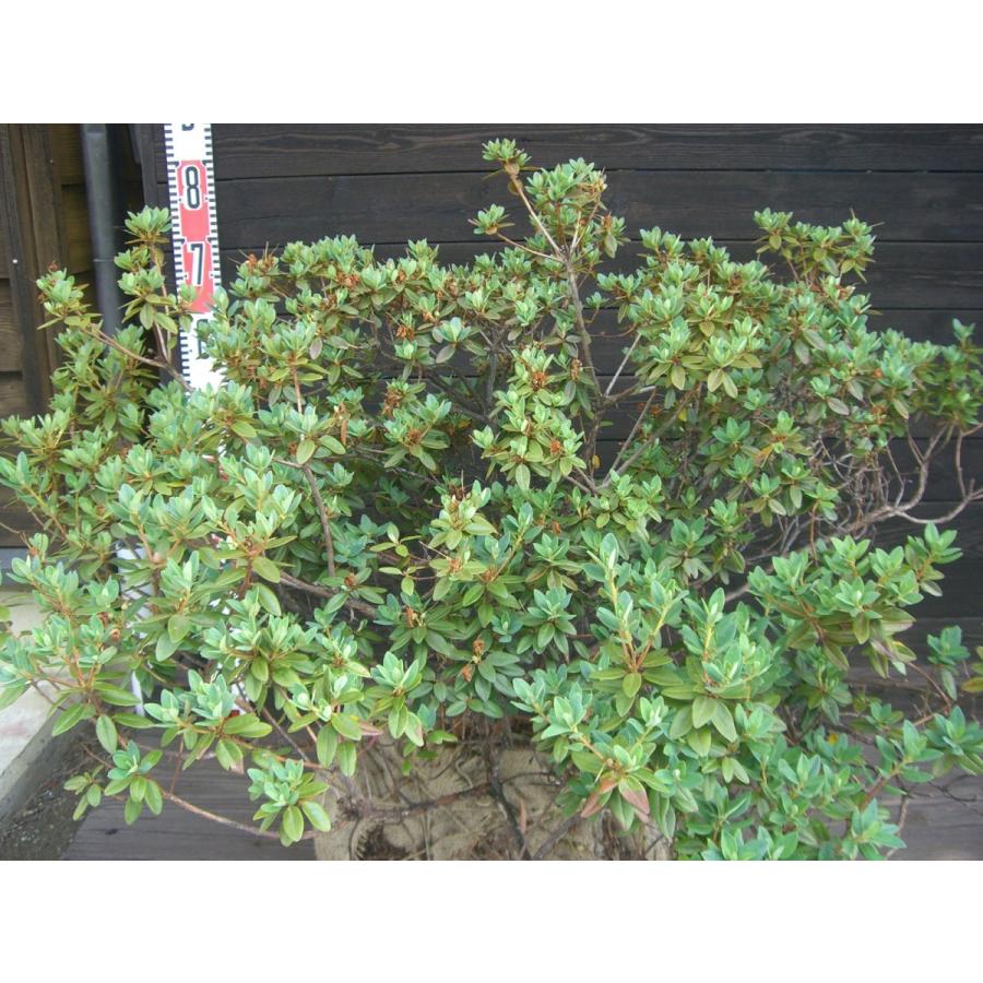 新春SALE！ ラマポ　大株　石楠花 【2002106013】(12900円)