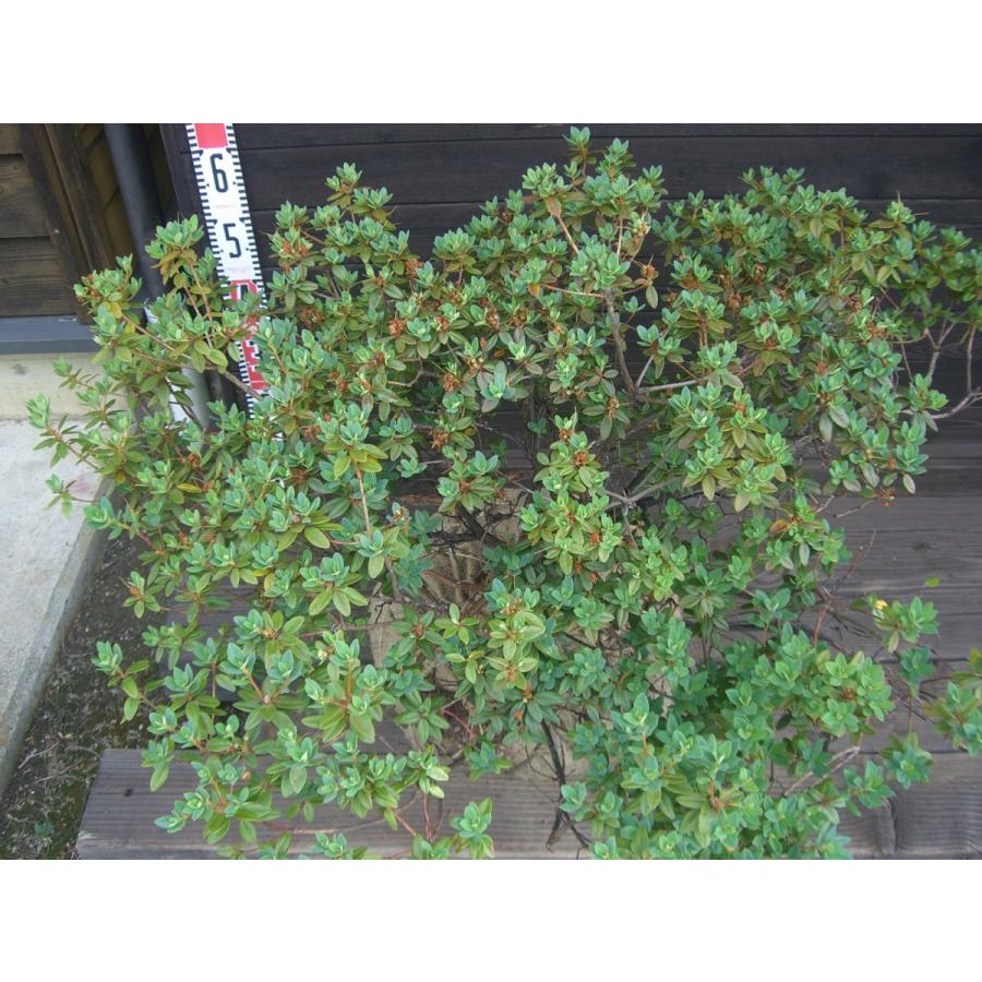 新春SALE！ ラマポ　大株　石楠花 【2002106013】(12900円)