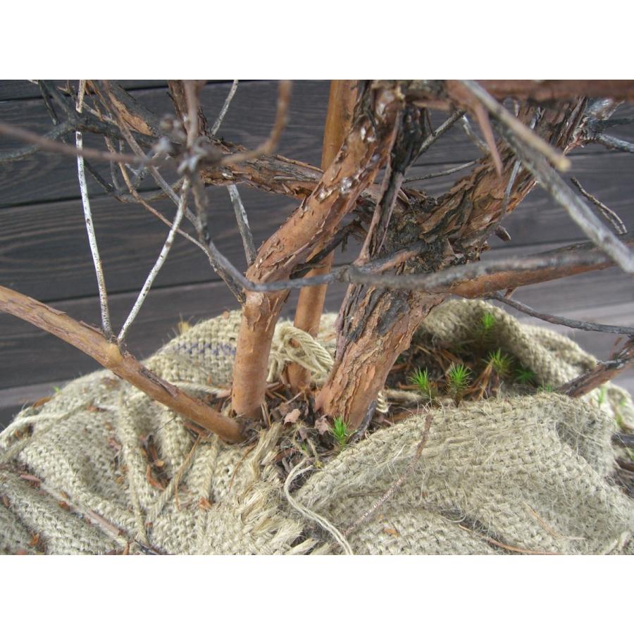 新春SALE！ ラマポ　大株　石楠花 【2002106013】(12900円)