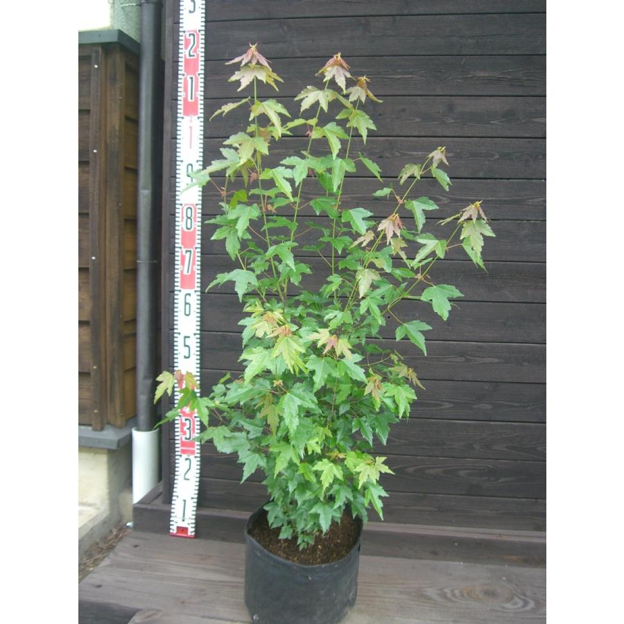 トウカエデ 株立 横の植木屋さん 通販 Yahoo ショッピング