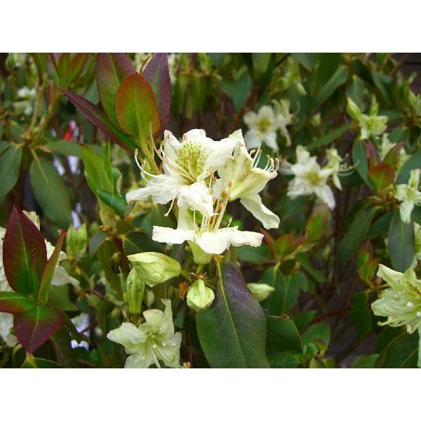 希少　原種石楠花　R.augustinii 