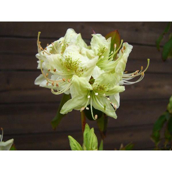 希少　原種石楠花　R.augustinii 