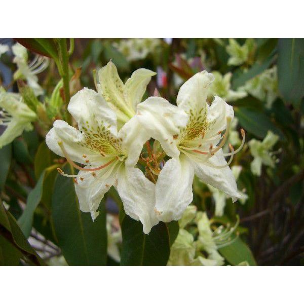 希少　原種石楠花　R.augustinii 