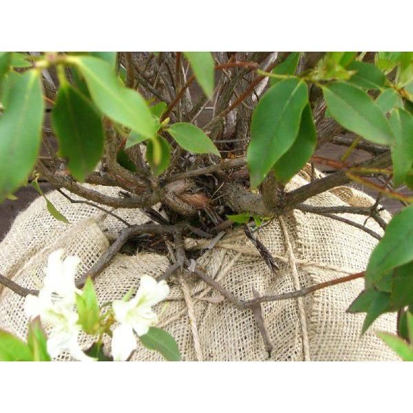 希少　原種石楠花　R.augustinii 