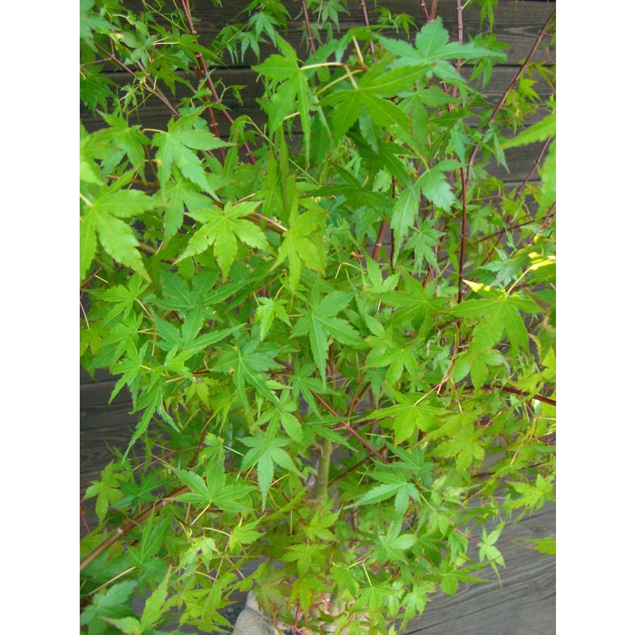 イロハモミジ 大株立 イロハモミジ大株立1.8M(鉢底から) 連大植木