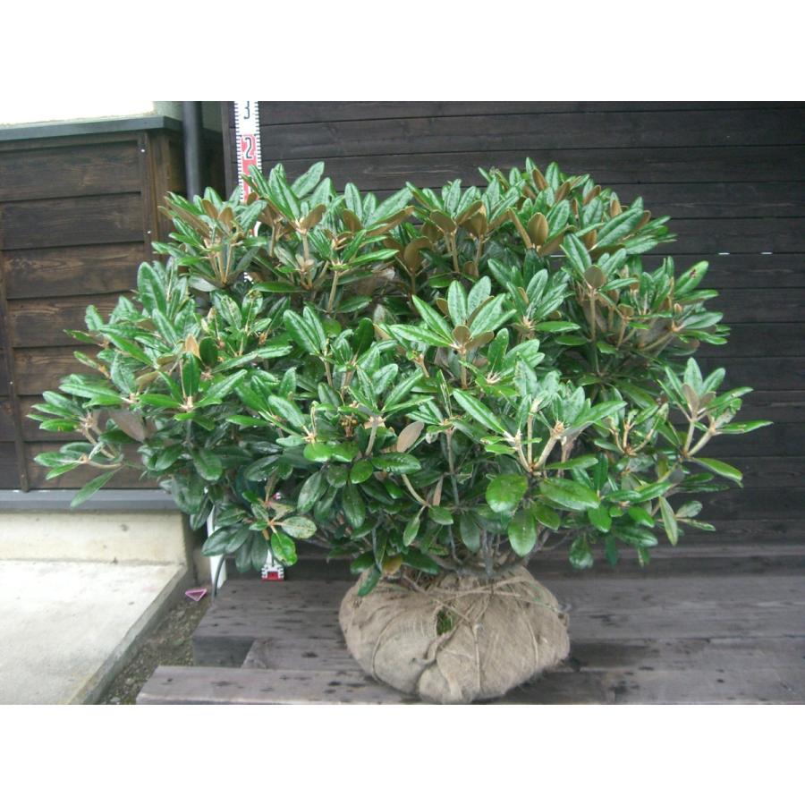 ホソバシャクナゲ 【細葉石楠花】 大株 ホソバシャクナゲ