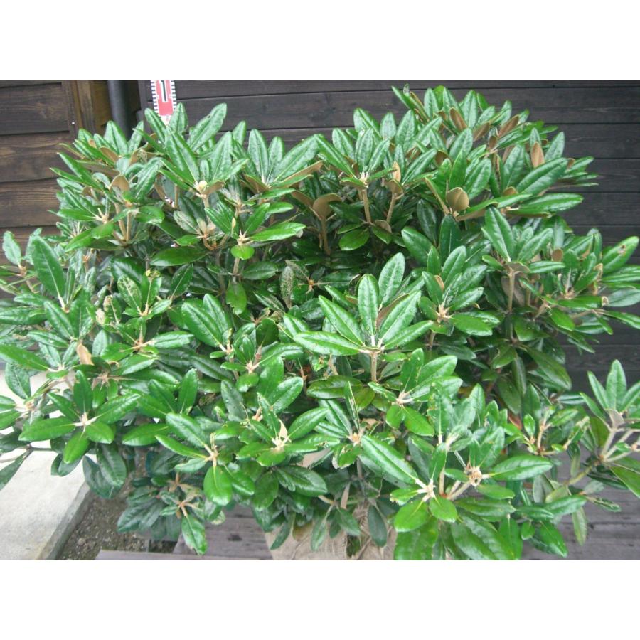 ヤクシマシャクナゲ　大株 