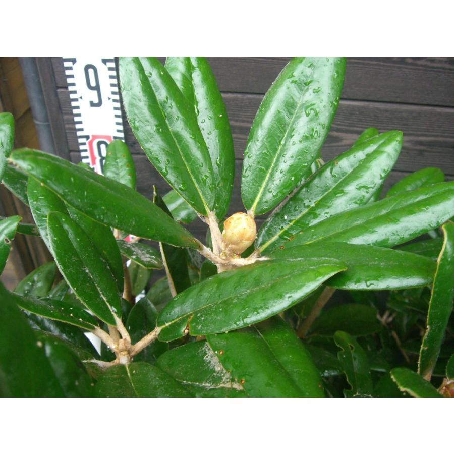 ヤクシマシャクナゲ　大株 