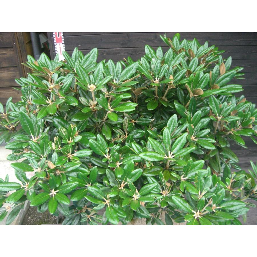 ヤクシマシャクナゲ　大株 