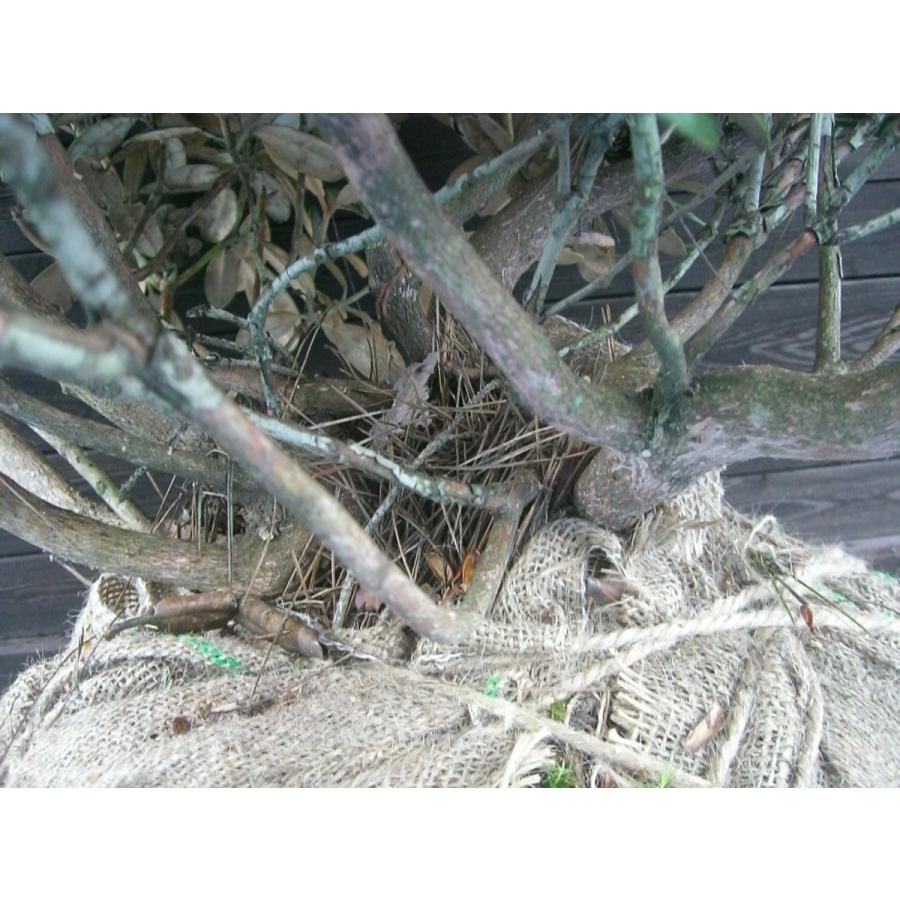 ヤクシマシャクナゲ　大株 