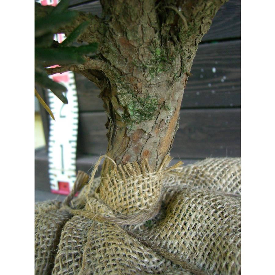 イチイ・アララギ 玉造り 横の植木屋さん 通販 Yahoo!ショッピング