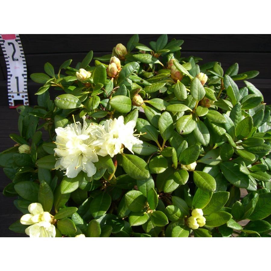 キバナシャクナゲ　大株 