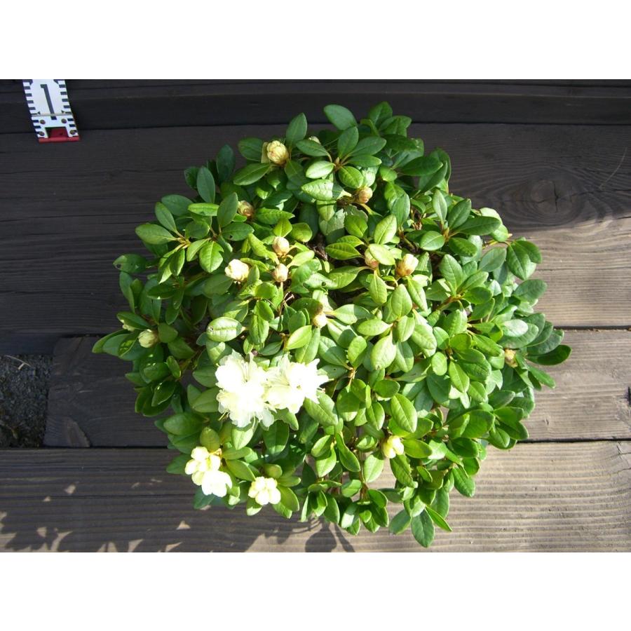 キバナシャクナゲ　大株 