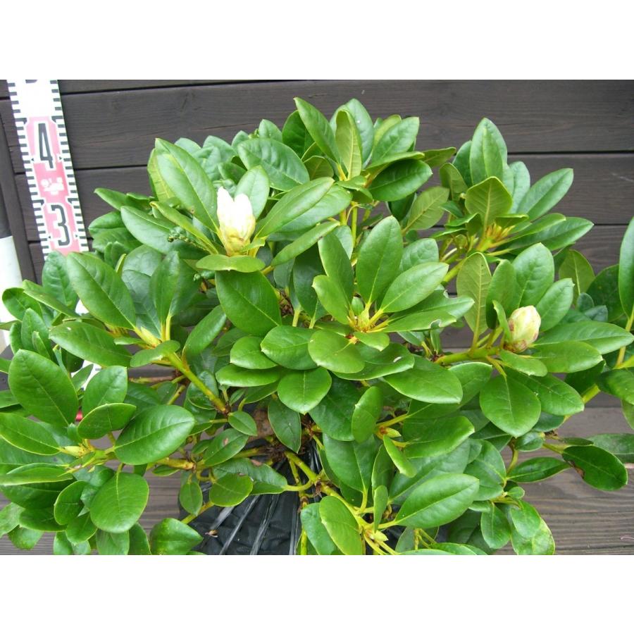 希少立性・キバナシャクナゲ　大株 