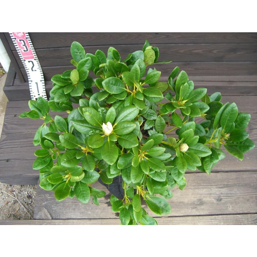 希少立性・キバナシャクナゲ　大株 