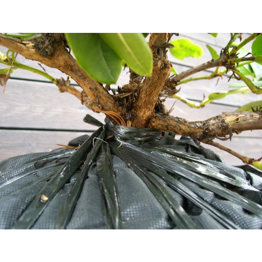 希少立性・キバナシャクナゲ　大株 