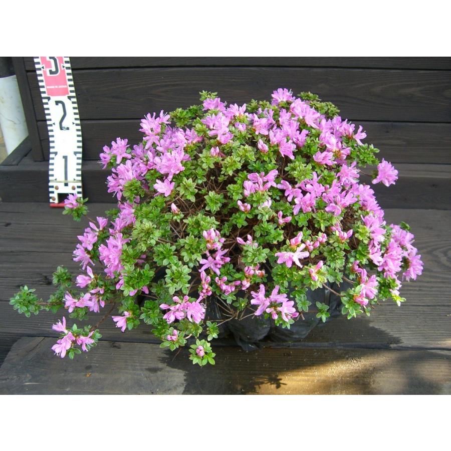 人気が高い ミヤマキリシマツツジ 島田１号 横の植木屋さん 通販 Yahoo ショッピング 正規品 Www Maxipiso Com Ar