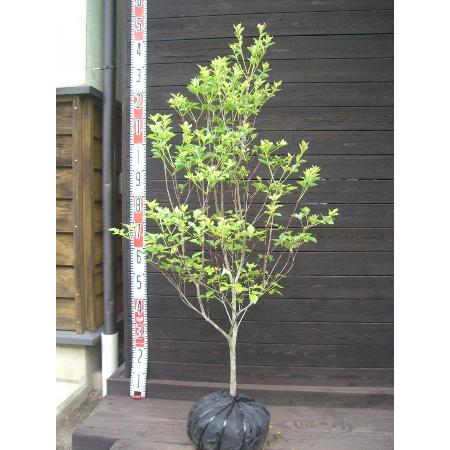 ミツバツツジ　【白花・万重咲き】