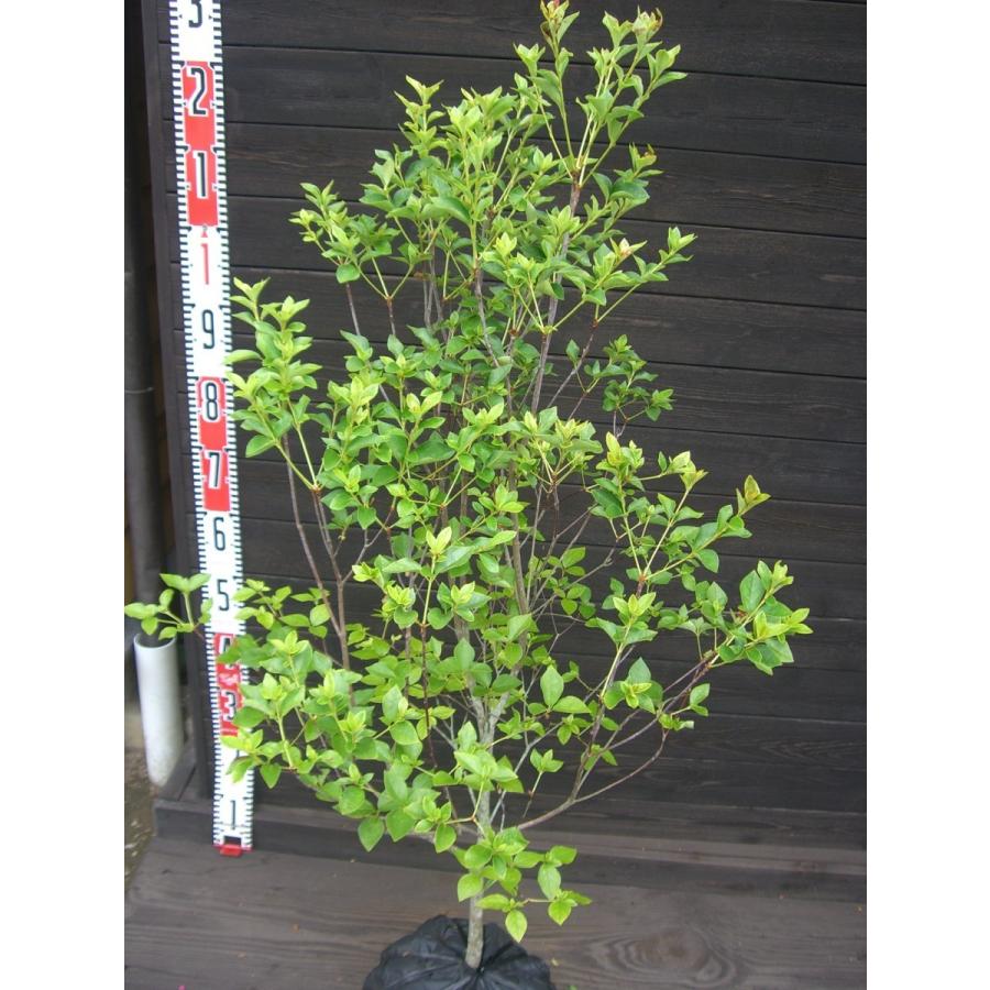 ミツバツツジ　【白花・万重咲き】 