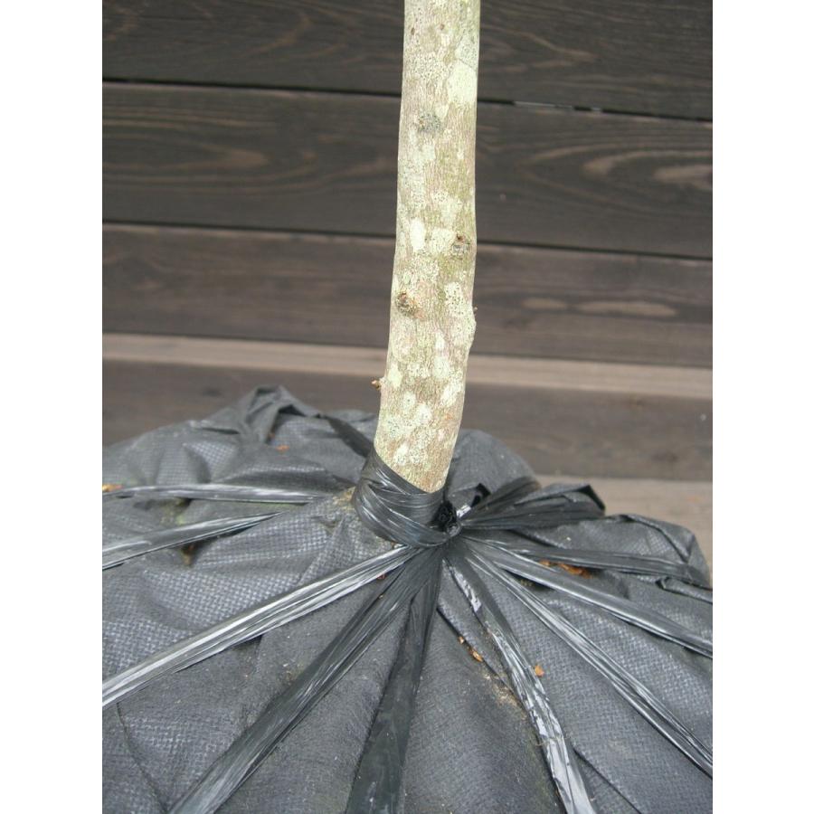 ミツバツツジ　【白花・万重咲き】 